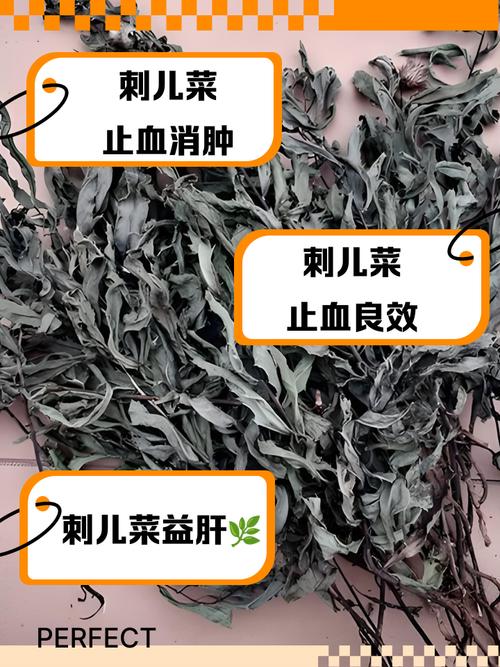 刺儿菜的功效与作用？刺儿菜的功效与作用及用途？