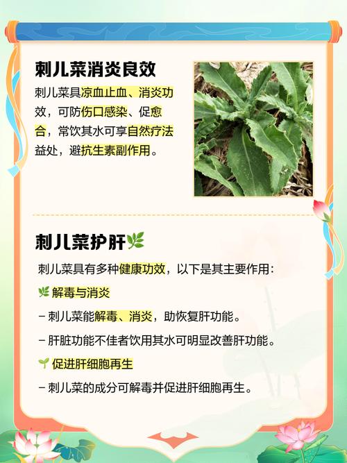 刺儿菜的功效与作用？刺儿菜的功效与作用及用途？-第2张图片-优品飞百科