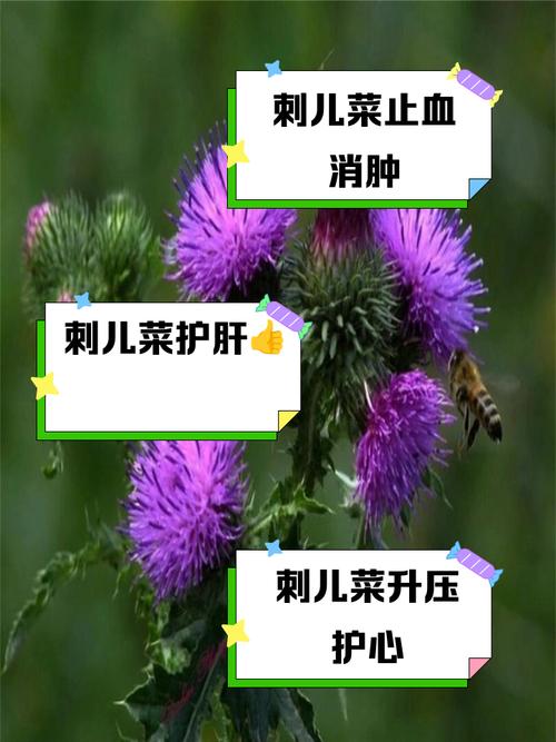 刺儿菜的功效与作用？刺儿菜的功效与作用及用途？-第4张图片-优品飞百科