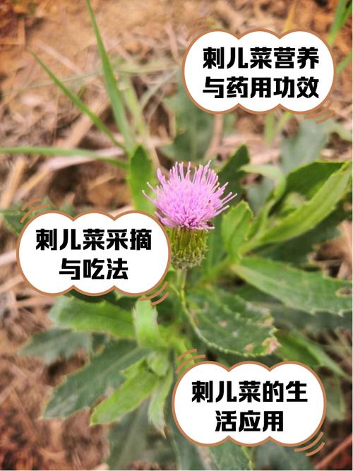 刺儿菜的功效与作用？刺儿菜的功效与作用及用途？-第5张图片-优品飞百科