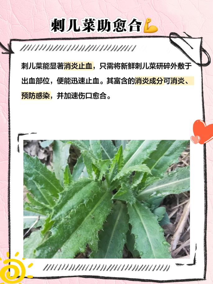 刺儿菜的功效与作用？刺儿菜的功效与作用及用途？-第6张图片-优品飞百科