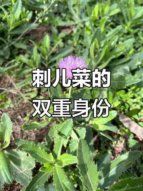 刺儿菜的功效与作用？刺儿菜的功效与作用及用途？-第7张图片-优品飞百科