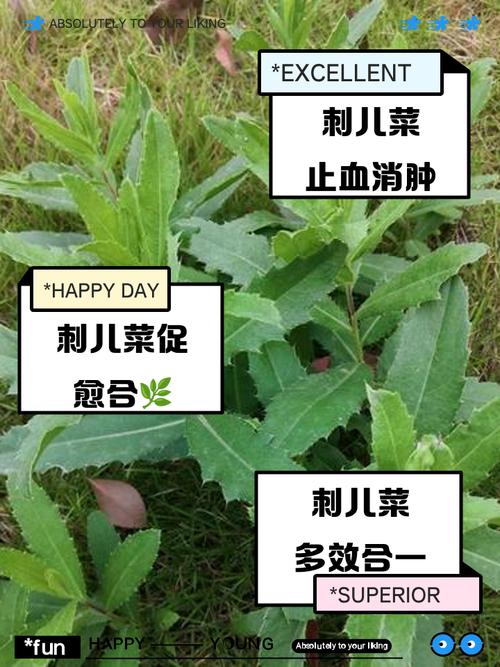 刺儿菜的功效与作用？刺儿菜的功效与作用及用途？-第8张图片-优品飞百科