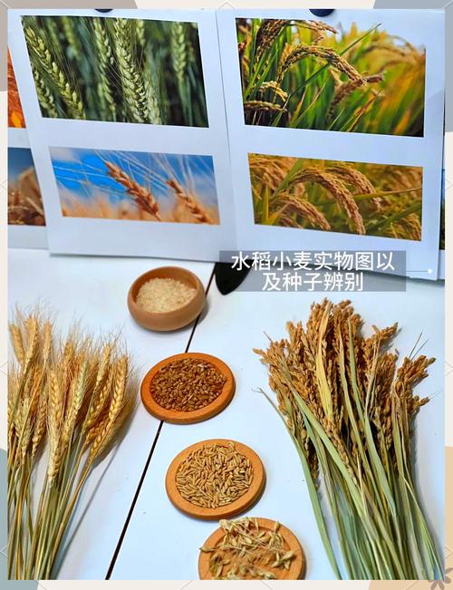 小麦和水稻的区别，大麦小麦和水稻的区别-第1张图片-优品飞百科