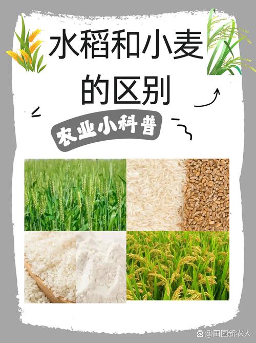 小麦和水稻的区别，大麦小麦和水稻的区别-第2张图片-优品飞百科