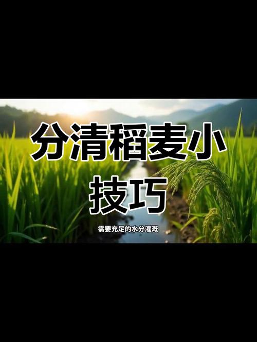 小麦和水稻的区别，大麦小麦和水稻的区别-第3张图片-优品飞百科
