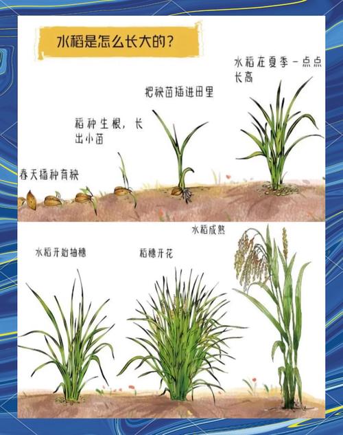 小麦和水稻的区别，大麦小麦和水稻的区别-第4张图片-优品飞百科