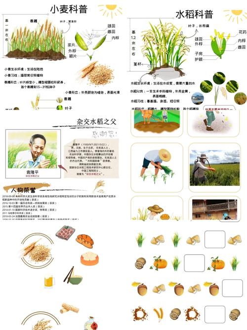 小麦和水稻的区别，大麦小麦和水稻的区别-第5张图片-优品飞百科