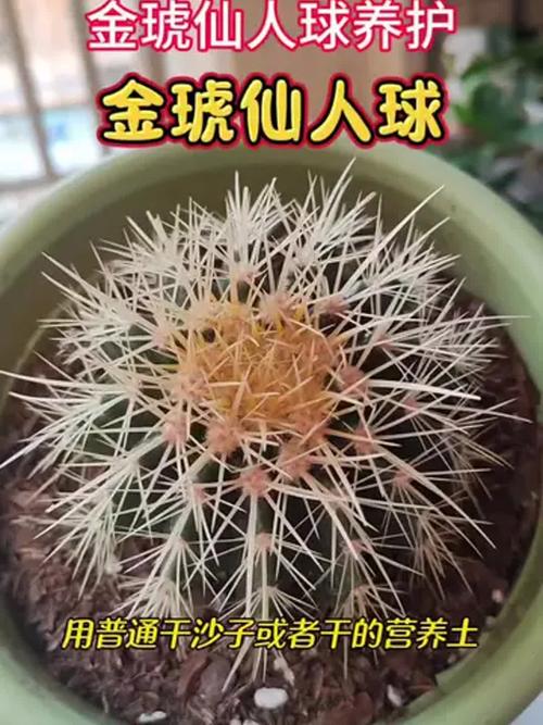 养好金琥球的要点？金琥怎样长出小球？