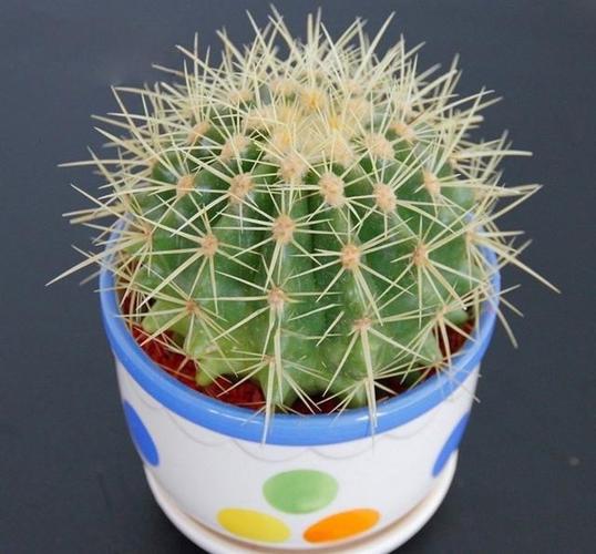 养好金琥球的要点?金琥怎样长出小球?-第2张图片-优品飞百科 养好金琥球的要点?金琥怎样长出小球?-第2张图片-优品飞百科