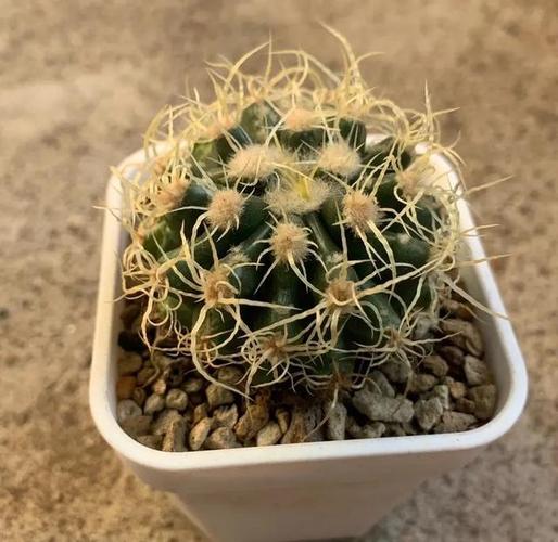 养好金琥球的要点?金琥怎样长出小球?-第4张图片-优品飞百科 养好金琥球的要点?金琥怎样长出小球?-第4张图片-优品飞百科