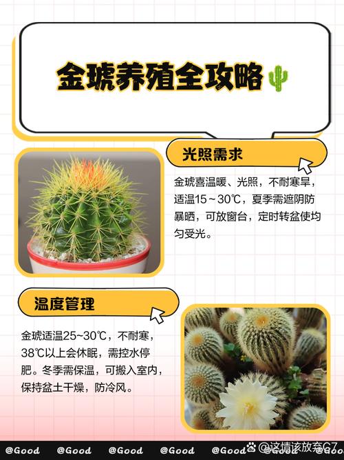 养好金琥球的要点?金琥怎样长出小球?-第5张图片-优品飞百科 养好金琥球的要点?金琥怎样长出小球?-第5张图片-优品飞百科