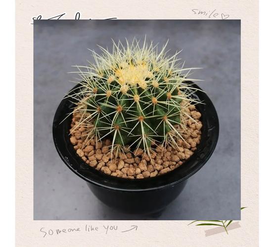 养好金琥球的要点?金琥怎样长出小球?-第6张图片-优品飞百科 养好金琥球的要点?金琥怎样长出小球?-第6张图片-优品飞百科