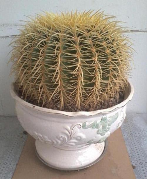 养好金琥球的要点?金琥怎样长出小球?-第7张图片-优品飞百科 养好金琥球的要点?金琥怎样长出小球?-第7张图片-优品飞百科