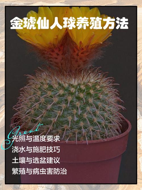 养好金琥球的要点?金琥怎样长出小球?-第8张图片-优品飞百科 养好金琥球的要点?金琥怎样长出小球?-第8张图片-优品飞百科