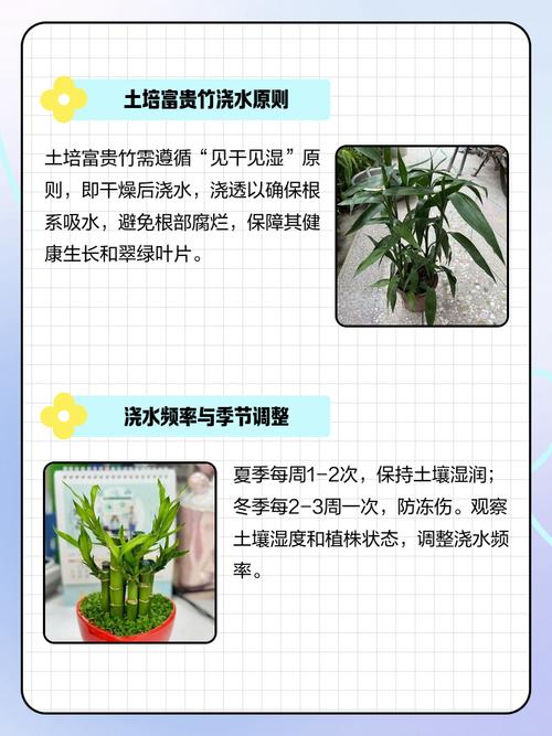 土养富贵竹怎么浇水，土养富贵竹小技巧？