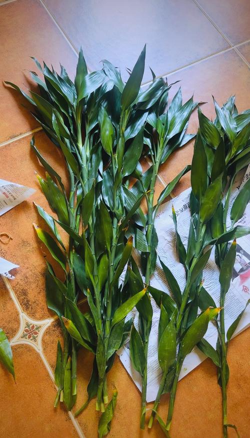 土养富贵竹怎么浇水，土养富贵竹小技巧？-第2张图片-优品飞百科