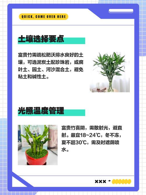 土养富贵竹怎么浇水，土养富贵竹小技巧？-第4张图片-优品飞百科