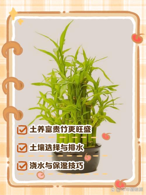 土养富贵竹怎么浇水，土养富贵竹小技巧？-第6张图片-优品飞百科
