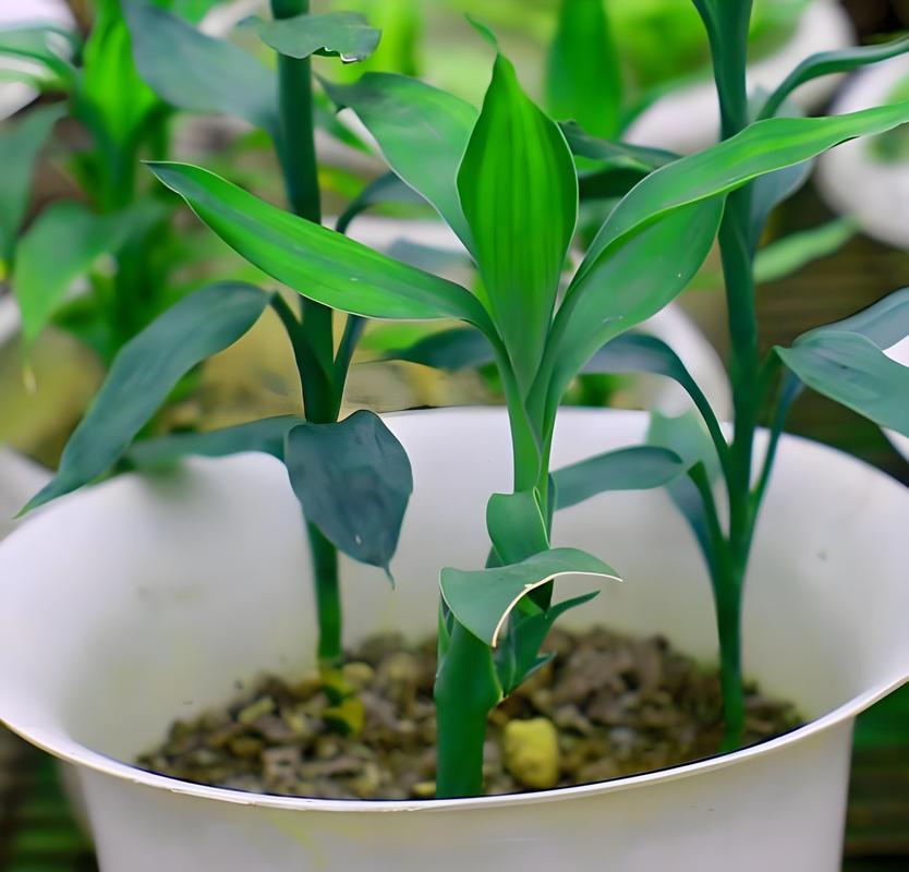 土养富贵竹怎么浇水，土养富贵竹小技巧？-第7张图片-优品飞百科