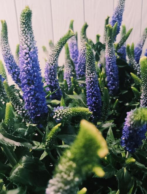 鼠尾草和迷迭香的区别，鼠尾草和迷迭香的区别图片-第2张图片-优品飞百科