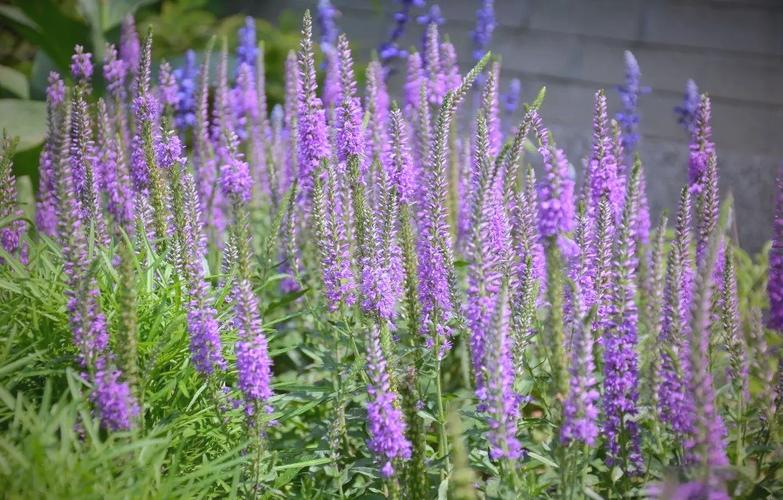 鼠尾草和迷迭香的区别，鼠尾草和迷迭香的区别图片-第3张图片-优品飞百科