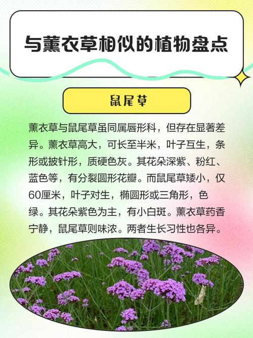 鼠尾草和迷迭香的区别，鼠尾草和迷迭香的区别图片-第6张图片-优品飞百科