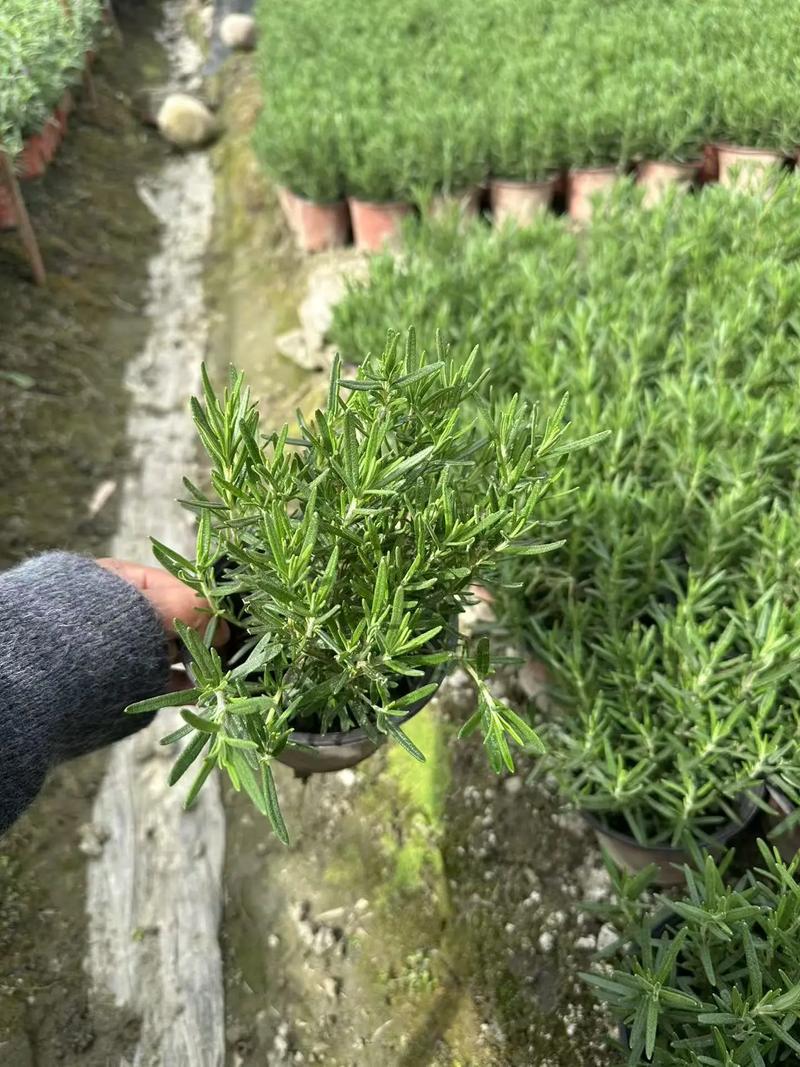 鼠尾草和迷迭香的区别，鼠尾草和迷迭香的区别图片-第7张图片-优品飞百科