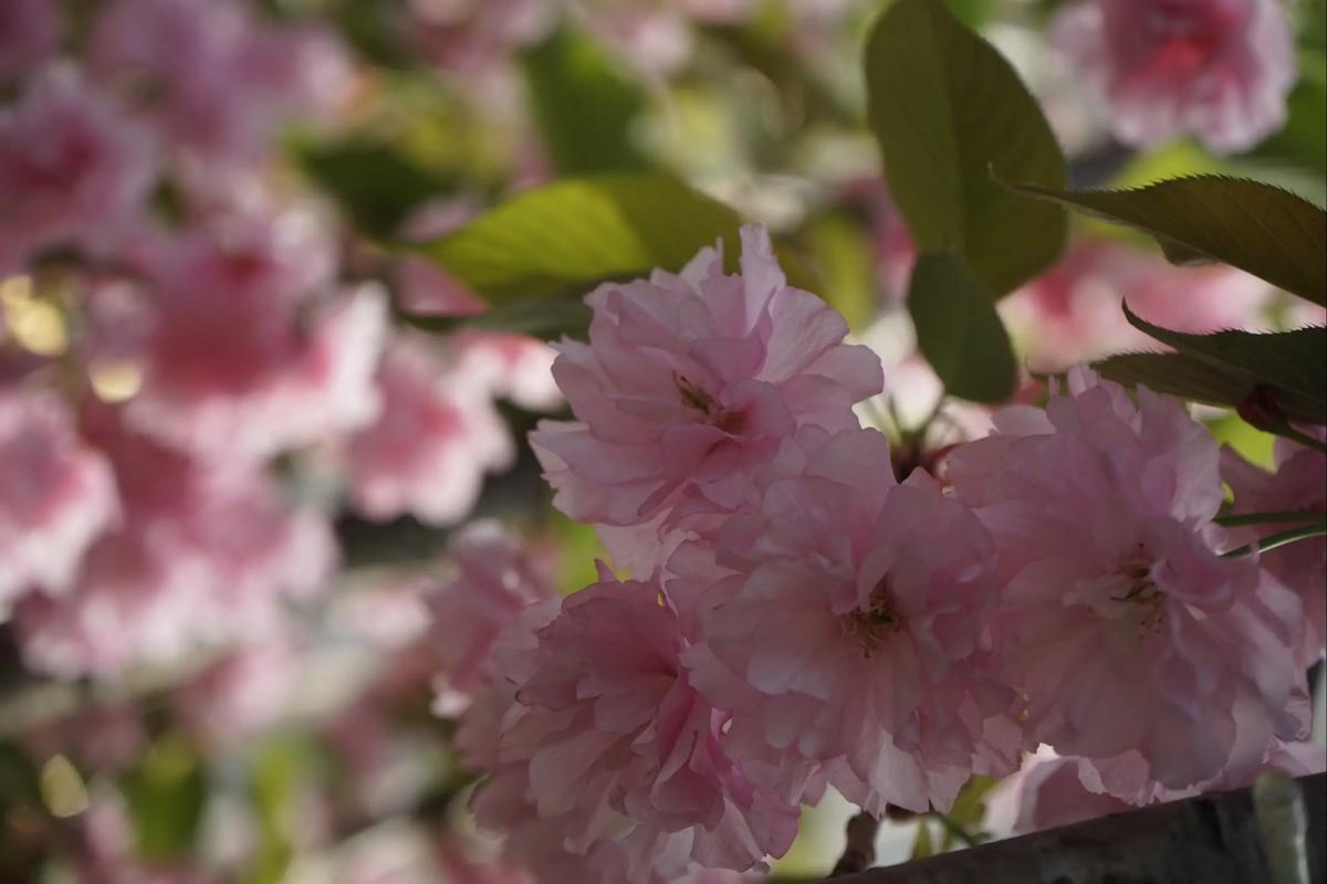 日本晚樱什么时候开花，日本晚樱什么时候开花季节？