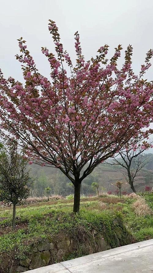 日本晚樱什么时候开花,日本晚樱什么时候开花季节?-第2张图片-优品飞百科 日本晚樱什么时候开花,日本晚樱什么时候开花季节?-第2张图片-优品飞百科