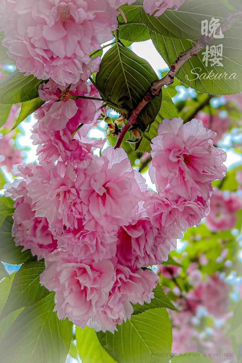 日本晚樱什么时候开花,日本晚樱什么时候开花季节?-第3张图片-优品飞百科 日本晚樱什么时候开花,日本晚樱什么时候开花季节?-第3张图片-优品飞百科