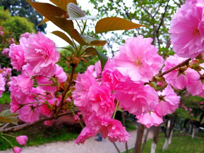 日本晚樱什么时候开花,日本晚樱什么时候开花季节?-第4张图片-优品飞百科 日本晚樱什么时候开花,日本晚樱什么时候开花季节?-第4张图片-优品飞百科