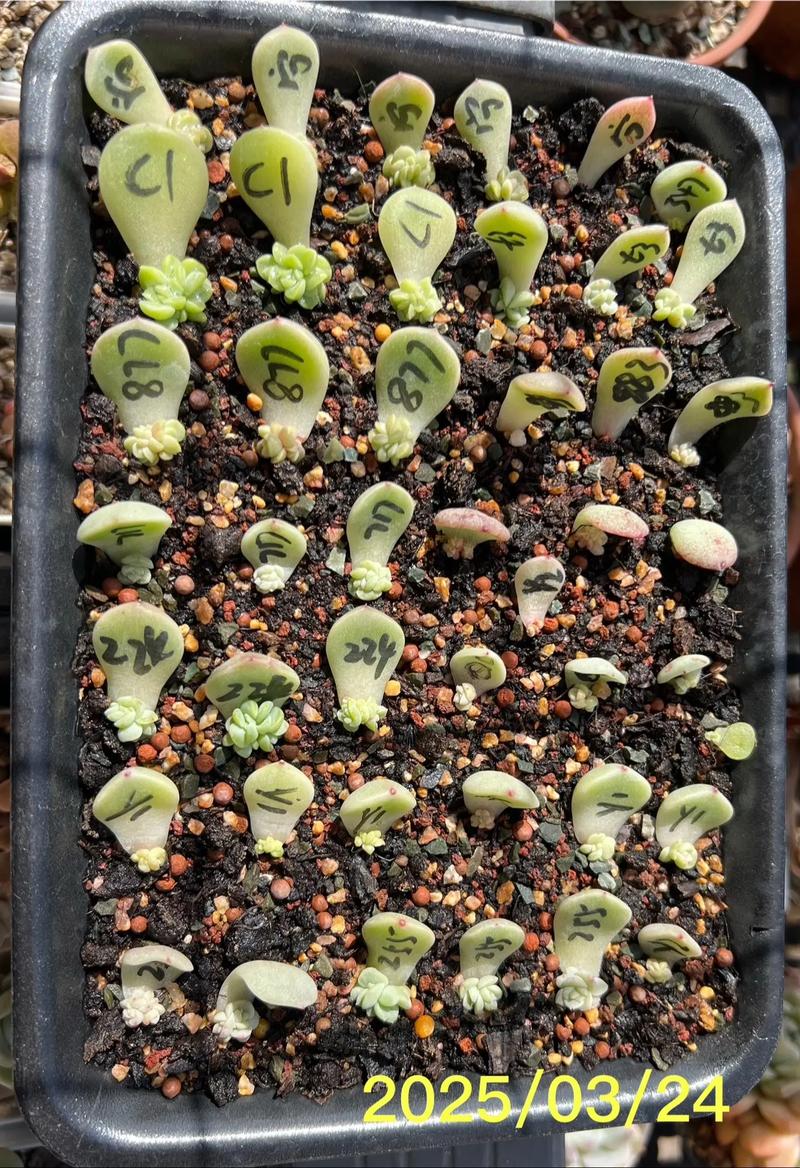 包含这“3种”花，现在就扦插，过年就开花，错过就要等明年的词条