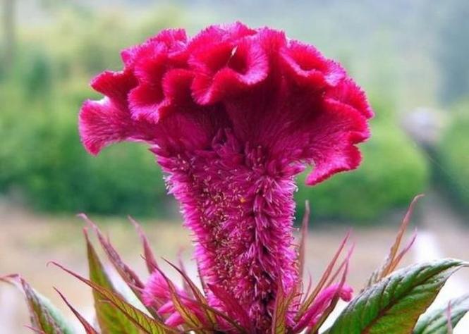 包含这“3种”花,现在就扦插,过年就开花,错过就要等明年的词条-第2张图片-优品飞百科 包含这“3种”花,现在就扦插,过年就开花,错过就要等明年的词条-第2张图片-优品飞百科