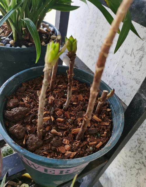 包含这“3种”花,现在就扦插,过年就开花,错过就要等明年的词条-第4张图片-优品飞百科 包含这“3种”花,现在就扦插,过年就开花,错过就要等明年的词条-第4张图片-优品飞百科