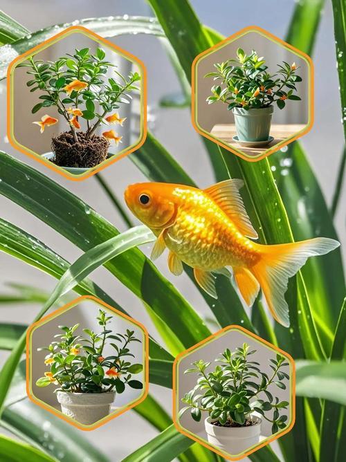 包含这“3种”花,现在就扦插,过年就开花,错过就要等明年的词条-第5张图片-优品飞百科 包含这“3种”花,现在就扦插,过年就开花,错过就要等明年的词条-第5张图片-优品飞百科