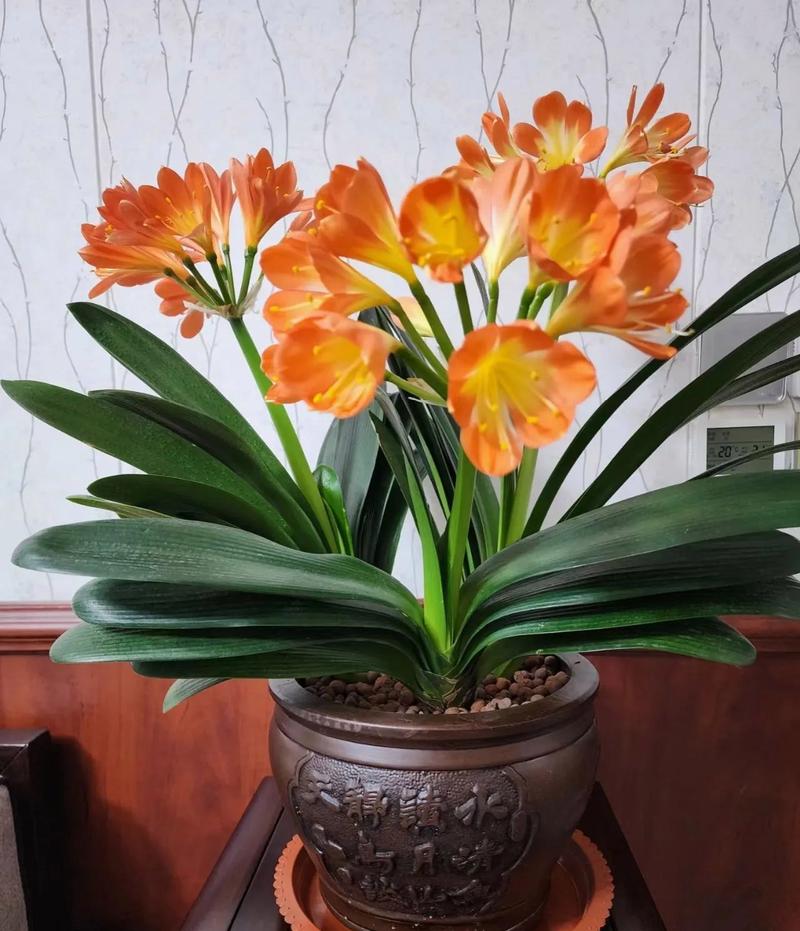 包含这“3种”花,现在就扦插,过年就开花,错过就要等明年的词条-第6张图片-优品飞百科 包含这“3种”花,现在就扦插,过年就开花,错过就要等明年的词条-第6张图片-优品飞百科