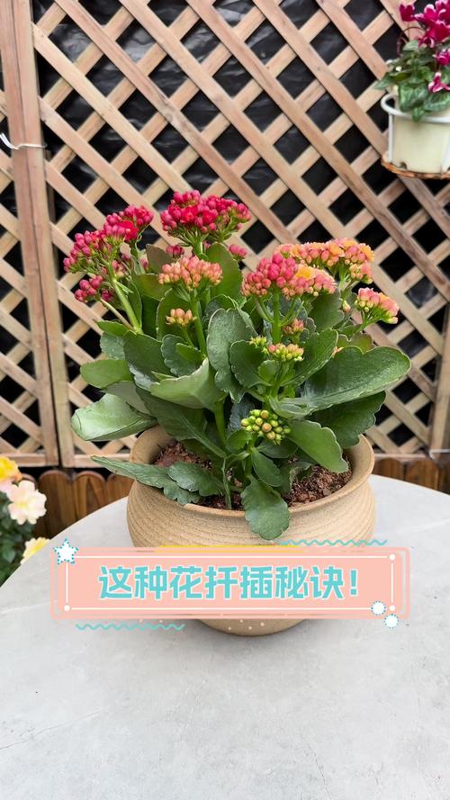 包含这“3种”花,现在就扦插,过年就开花,错过就要等明年的词条-第7张图片-优品飞百科 包含这“3种”花,现在就扦插,过年就开花,错过就要等明年的词条-第7张图片-优品飞百科