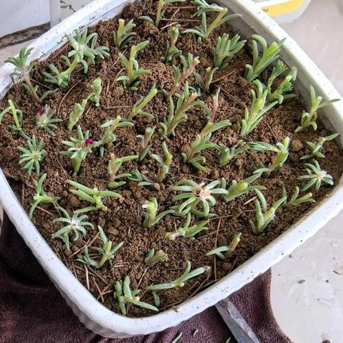 包含这“3种”花,现在就扦插,过年就开花,错过就要等明年的词条-第8张图片-优品飞百科 包含这“3种”花,现在就扦插,过年就开花,错过就要等明年的词条-第8张图片-优品飞百科