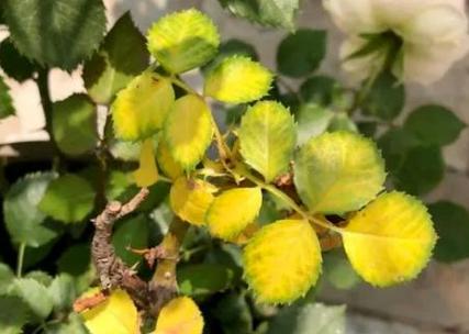 重扇黄叶的原因和处理办法，重扇怎么养