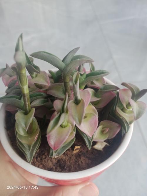 重扇黄叶的原因和处理办法,重扇怎么养-第2张图片-优品飞百科 重扇黄叶的原因和处理办法,重扇怎么养-第2张图片-优品飞百科