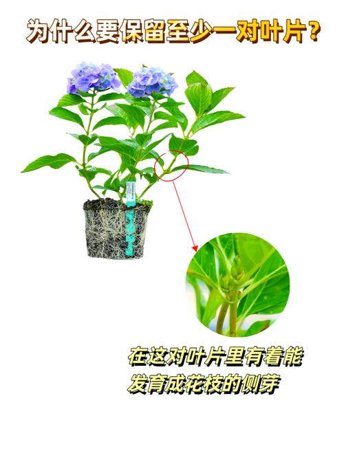 无尽夏绣球的养护方法及注意事项，无尽夏绣球的优缺点？-第1张图片-优品飞百科