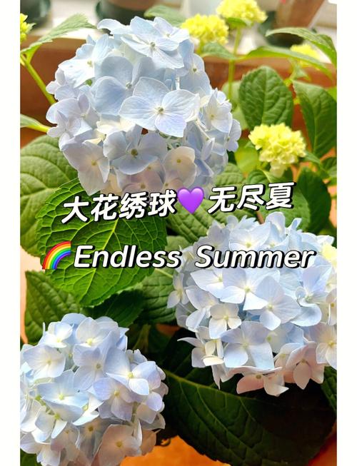 无尽夏绣球的养护方法及注意事项，无尽夏绣球的优缺点？-第2张图片-优品飞百科