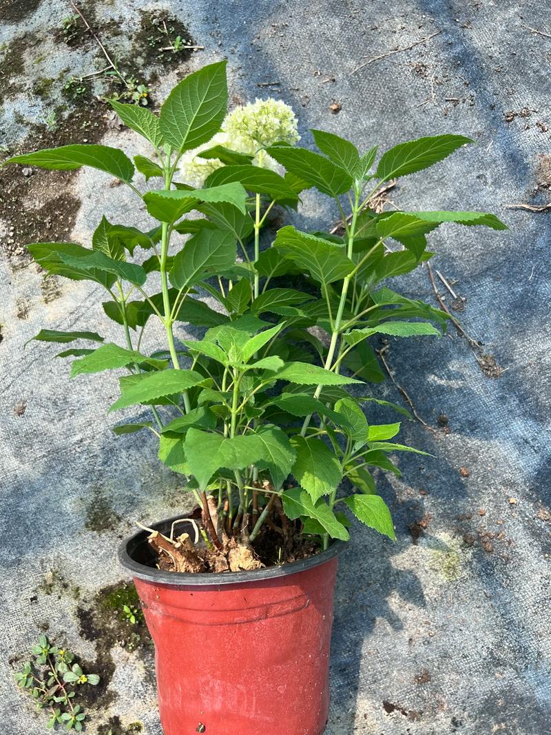 无尽夏绣球的养护方法及注意事项，无尽夏绣球的优缺点？-第6张图片-优品飞百科