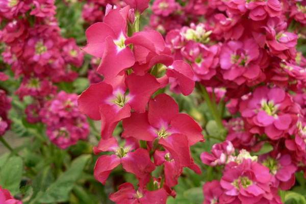 桂竹香的养殖方法和注意事项？桂竹香怎么养？-第1张图片-优品飞百科