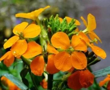 桂竹香的养殖方法和注意事项？桂竹香怎么养？-第2张图片-优品飞百科