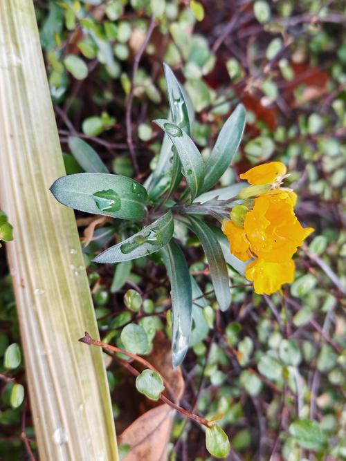 桂竹香的养殖方法和注意事项？桂竹香怎么养？-第3张图片-优品飞百科