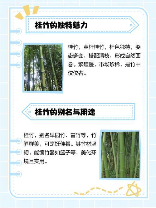 桂竹香的养殖方法和注意事项？桂竹香怎么养？-第4张图片-优品飞百科