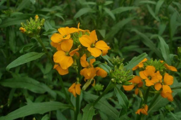 桂竹香的养殖方法和注意事项？桂竹香怎么养？-第6张图片-优品飞百科