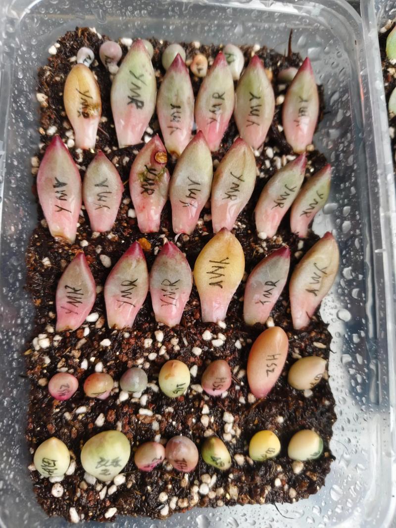 塑料瓶扣多肉上，多肉套上塑料袋-第1张图片-优品飞百科